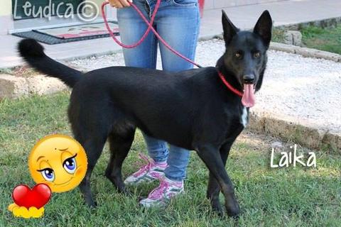 Laika